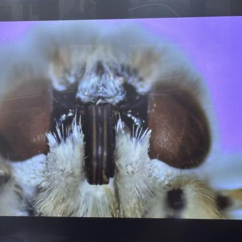 Mint_hak_kitzbühel_4a_2026