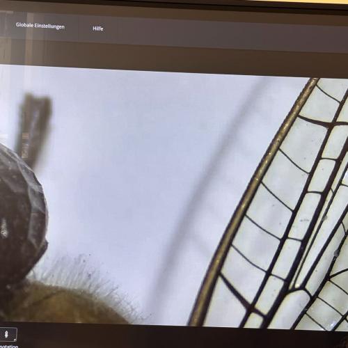 Mint_hak_kitzbühel_4a_2026